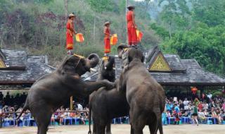 西双版纳学校 西双版纳学校